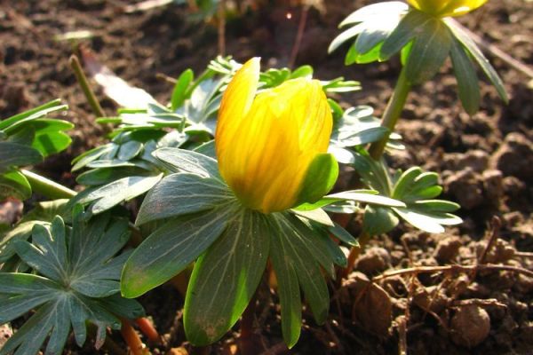 Revitalizacija staništa kukurjaka na lokalitetu Bagremara kod Bačke Palanke