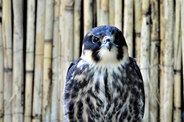 SPRETNIJI I OD LASTE U LETU - SOKO LASTAVIČAR
