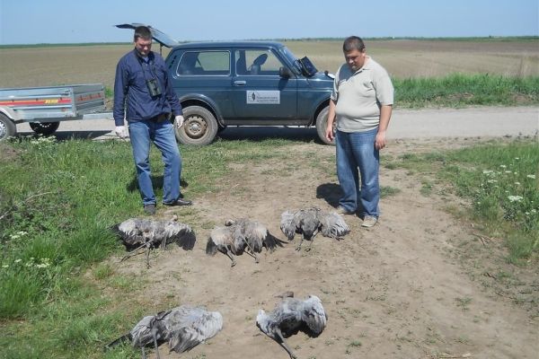 Platio 400.000 dinara zbog trovanja ždralova