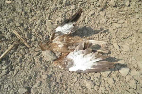 Trovanje životinja tokom vanrednog stanja: ekološka šteta od 1.455.000 dinara