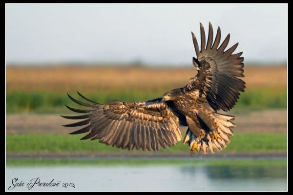 „Čujte i ne trujte! Orao pao“