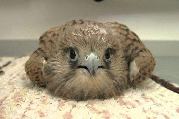 Nije prijavio nađenu vetrušku, pokušao da je proda