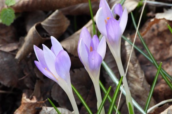 Nova vrsta biljke otkrivena na Fruškoj gori – šafran (Crocus tommasinianus Herb.)