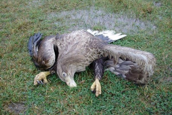 Ponovo počelo trovanje orlova