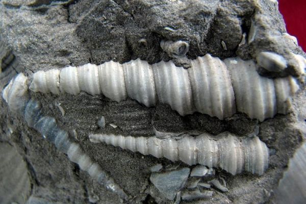 Geološko – paleontološka zbirka