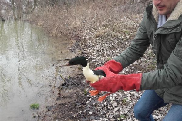 U Sremskoj Mitrovici uspešnom akcijom oslobođena i vraćena u prirodu dva velika ronca (Mergus merganser)