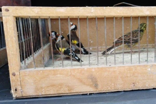 Na Paliću oduzeto preko 40 jedinki  protivzakonito držanih strogo zaštićenih vrsta ptica