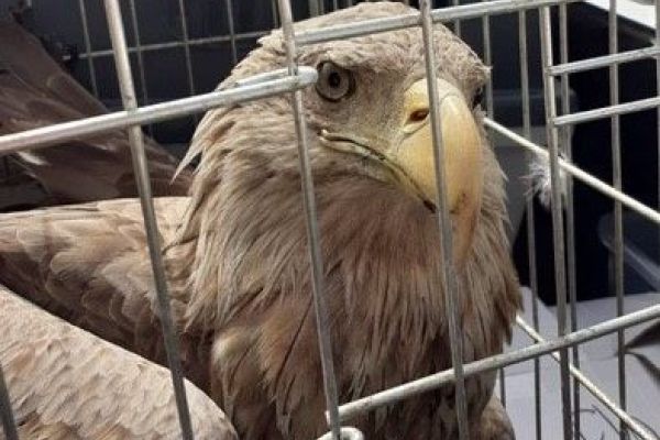 DVA ORLA BELOREPANA DOBILA ŠANSU ZA POVRATAK U PRIRODU