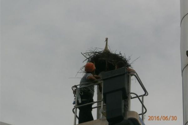 Rodino gnezdo premešteno na sigurnu lokaciju unutar fabrike “Sintelon” u Bačkoj Palanci