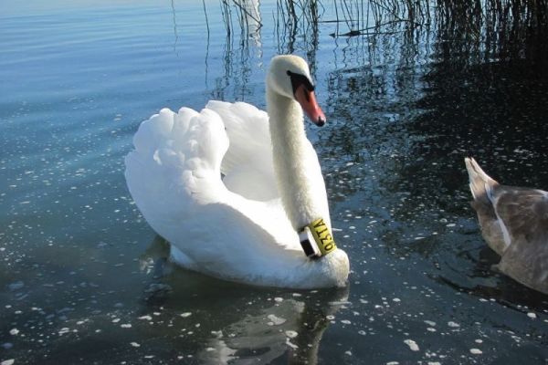 Ornitolozi pomoću ogrlica prate labudove