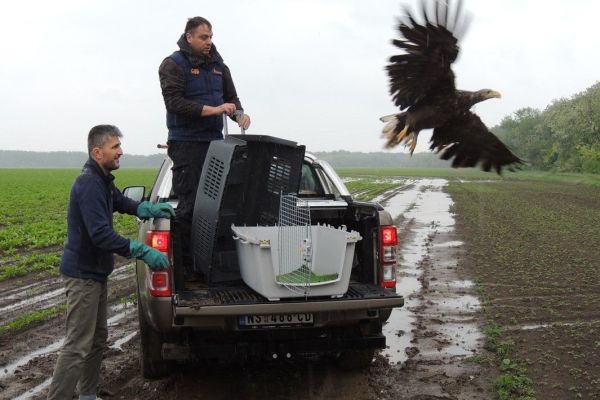 POZITIVAN ISHOD ZA ORLA BELOREPANA