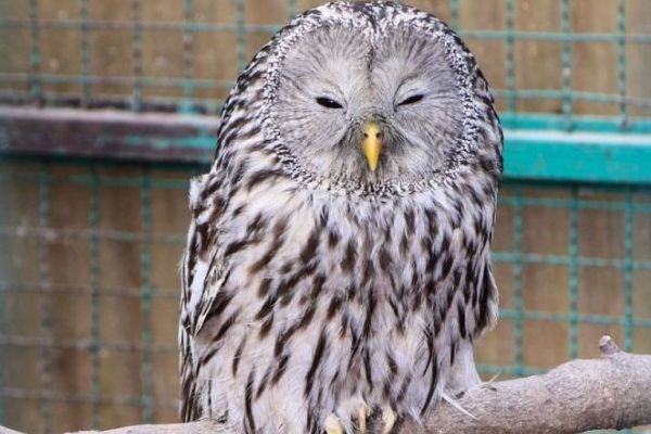 Dugorepa sova (Strix uralensis) uspešno vraćena u prirodu