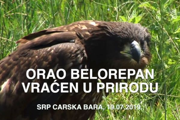 ORAO BELOREPAN VRAĆEN U PRIRODU
