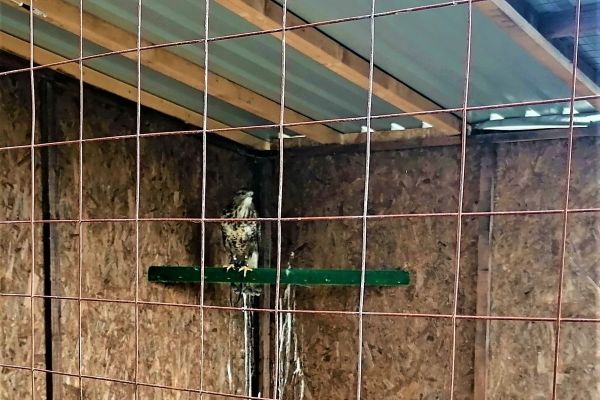 ODUZET PROTIVZAKONITO DRŽAN MIŠAR