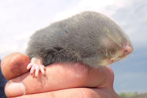 Spašavaju vojvođansko slepo kuče od izumiranja