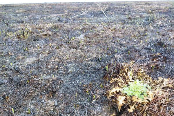 Vatra uništava slatinske livade u zaštićenom području „Gornja Mostonga“