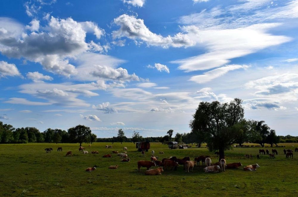 Sastanak za područje zajedničkog pašnjaka Repušnica
