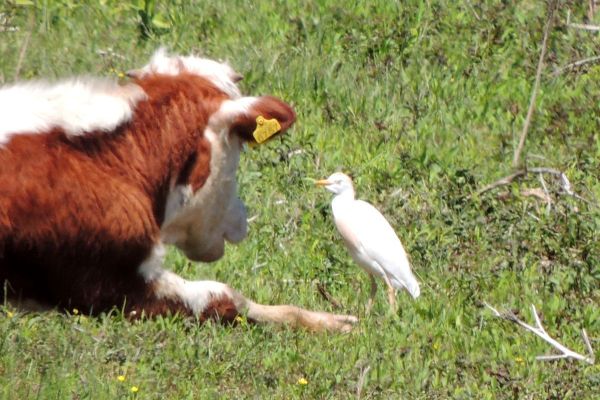 Retka vrsta čaplje - govedarka na Obedskoj bari posle 130 godina