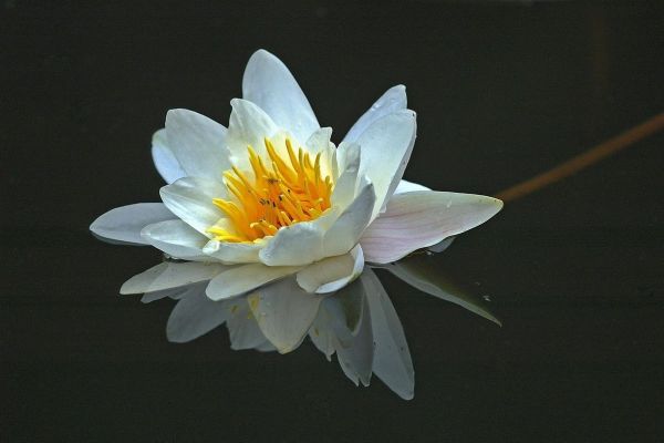 Zasavica (ponovo) proglašena specijalnim rezervatom prirode