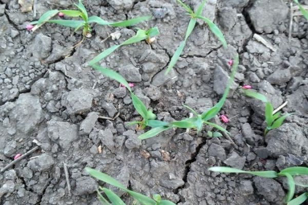 Prete masovni pomori živog sveta oko Kikinde