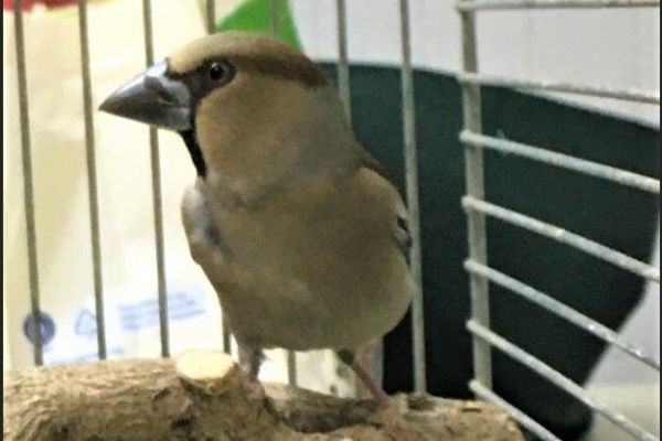 Batokljun pronađen u Futoškom parku u Novom Sadu