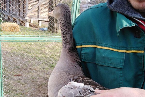 Osakatio pa prodavao zaštićene ptice