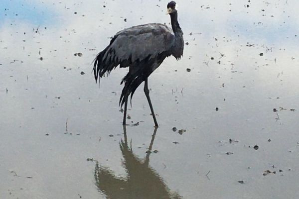 ŽDRALOVI UGROŽENI PTIČIJIM GRIPOM