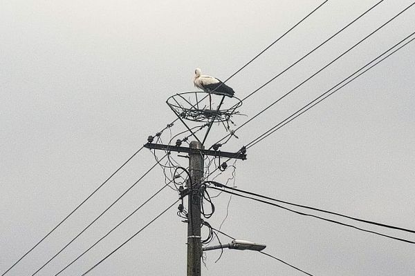Novo gnezdo za belu rodu u Idvoru