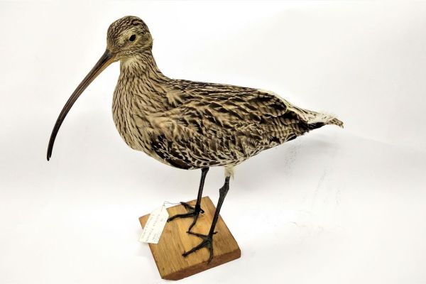 Kazna od 50.000 dinara zbog trgovanja prepariranim pticama