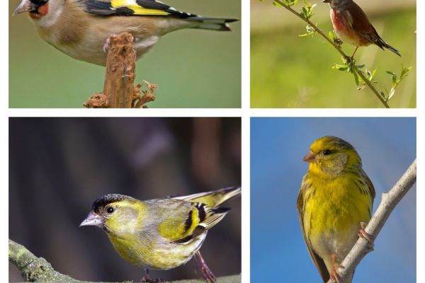 Ponovo visoka kazna u Subotici za držanje divljih ptica u zarobljeništvu