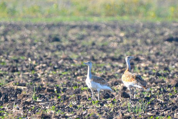 VELIKE DROPLJE PONOVO SE GNEZDE U SRBIJI, NAKON BEZMALO DECENIJSKE PAUZE