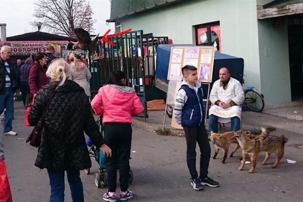 Platio kaznu za nuđenje preparata orla belorepana na prodaju
