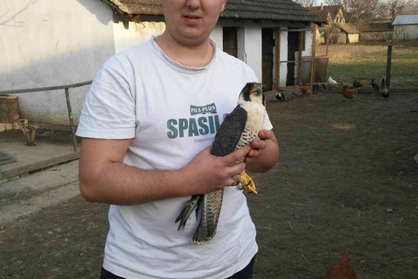 Sivi soko (Falco peregrinus) uspešno zbrinut i vraćen u prirodu