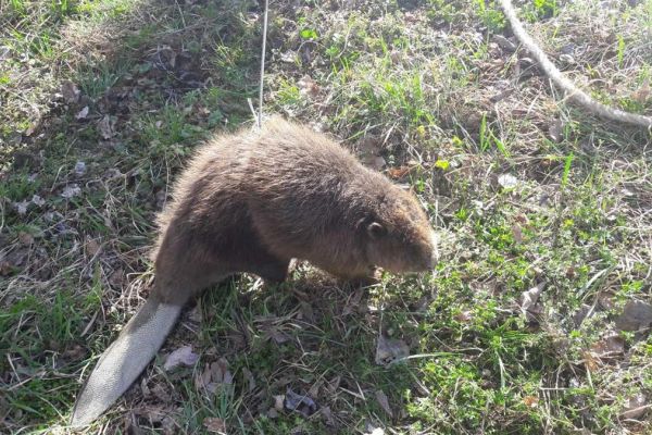 SPAŠAVANJE DABRA U REZERVATU BIOSFERE „BAČКO PODUNAVLJE“