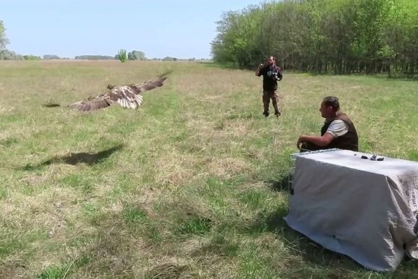 BELOREPAN IZ BOGOJEVA PONOVO LETI U PRIRODI