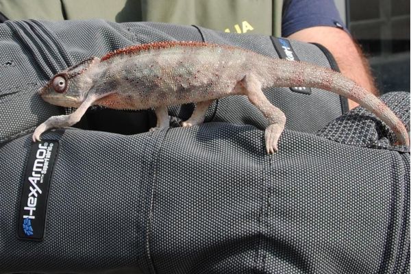 Zaplena strogo zaštićenih životinja