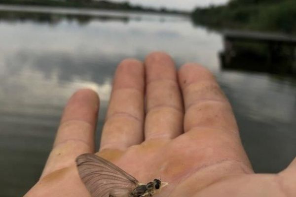 Необична појава на мртваји уз реку Тису – ројење тиског цвета