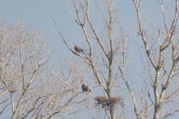 PRONAĐEN NOVI GNEZDEĆI PAR ORLA KRSTAŠA U SRBIJI