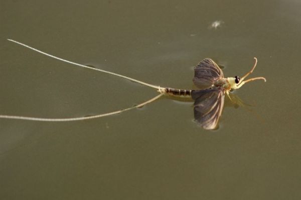 I Tamiš ima svoj cvet