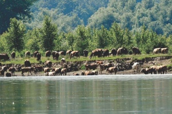 JAVNI UVID I JAVNA RASPRAVA U NACRT POKRAJINSKE SKUPŠTINSKE ODLUKE O ZAŠTITI PARKA PRIRODE „POLOJ“ I STUDIJE ZAŠTITE PARKA PRIRODE „POLOJ“