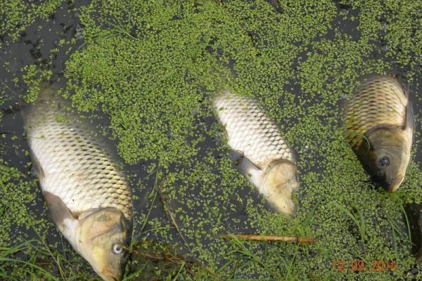 Informacija o zagađenju Velikog bačkog kanala kod Turije