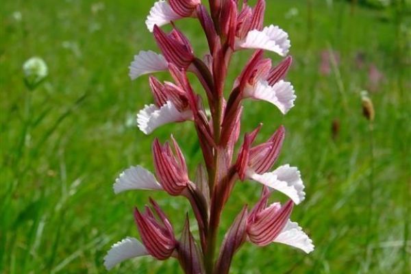 POZIV - Divlјe orhideje i retke bilјne vrste zapadne Rumunije