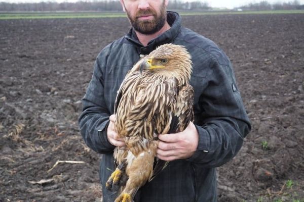 Orao krstaš (Aquila heliaca)  pronađen kod Prigrevice