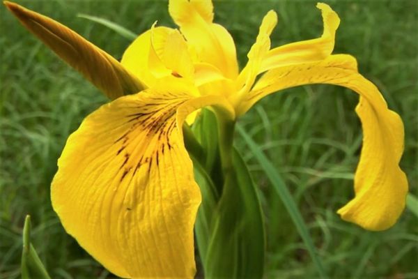 Naredba o zabrani sakupljanja divlje flore i faune u 2023. godini