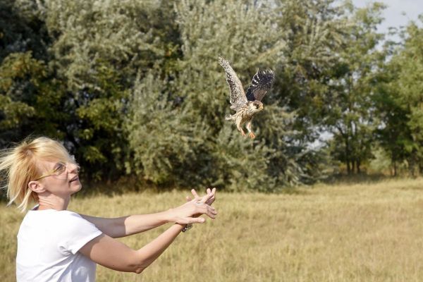 RETКE ZA VIDETI,  VREDNE  ZA SAČUVATI – SIVE  VETRUŠКE
