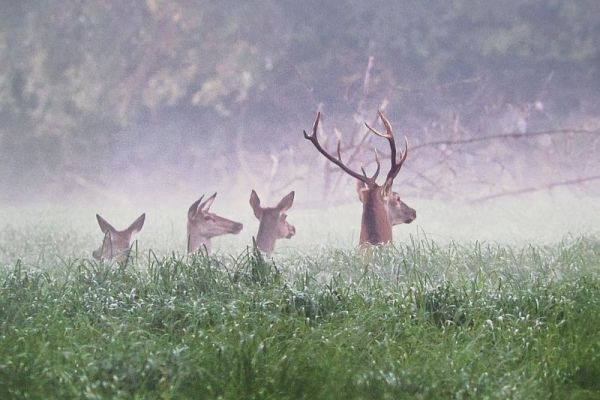 OTVORENA IZLOŽBA FOTOGRAFIJA „PRIRODA SRBIJE“