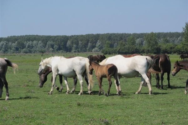 “DAN  STOČARA” NA KRČEDINSKOJ ADI