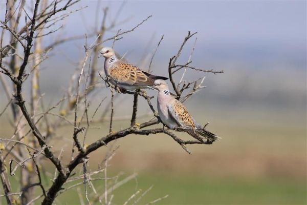 Dolaze li bolji dani za prepelicu i grlicu?