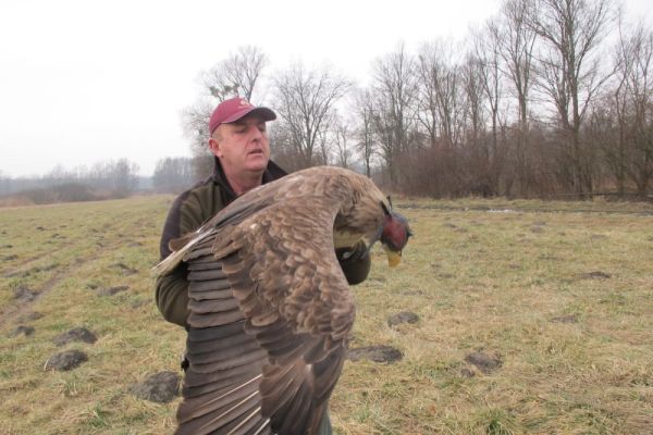 Orao belorepan uspešno oporavljen i vraćen u prirodu