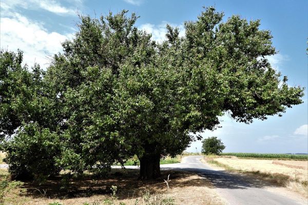 ZAŠTITA DUDA U SELU ŠULJAM